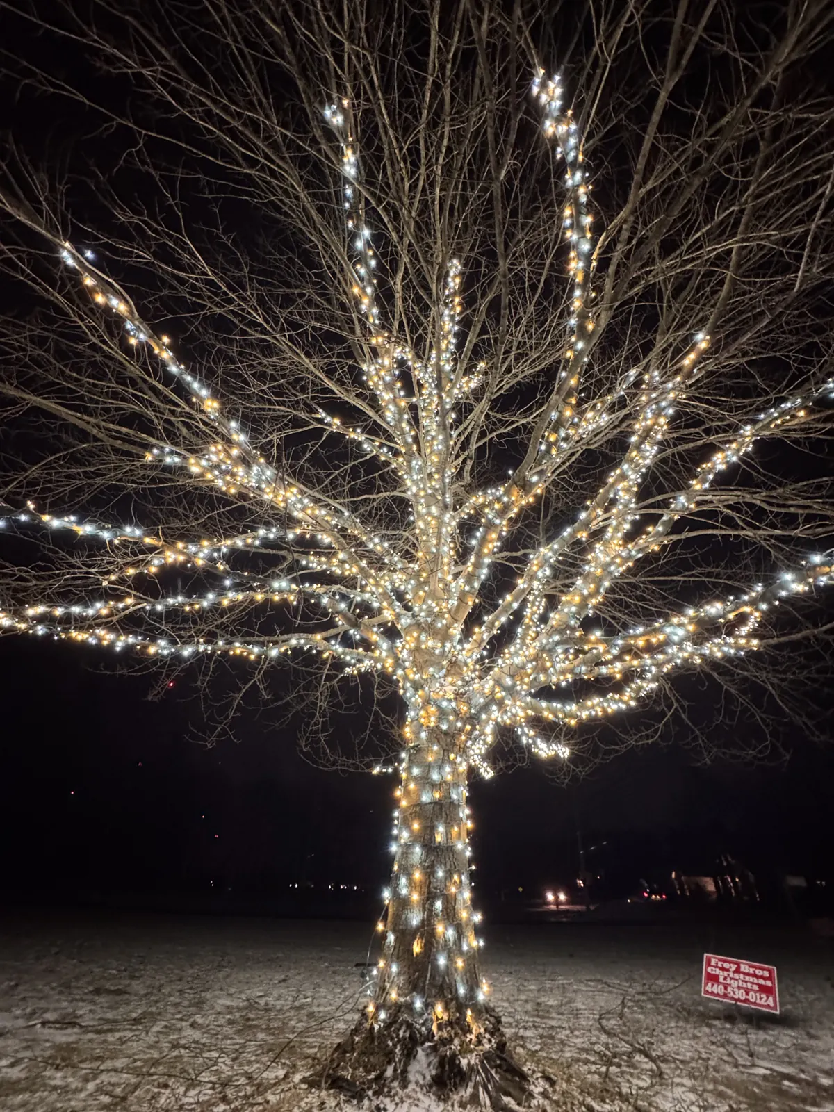 Mature tree with white LED branch wrap lighting on trunk and branches at night