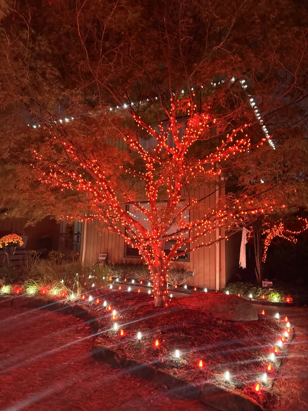 Japanese maple wrapped in red LED branch lights, with a red and white C9 mulch-bed border and a white-lit roofline behind it