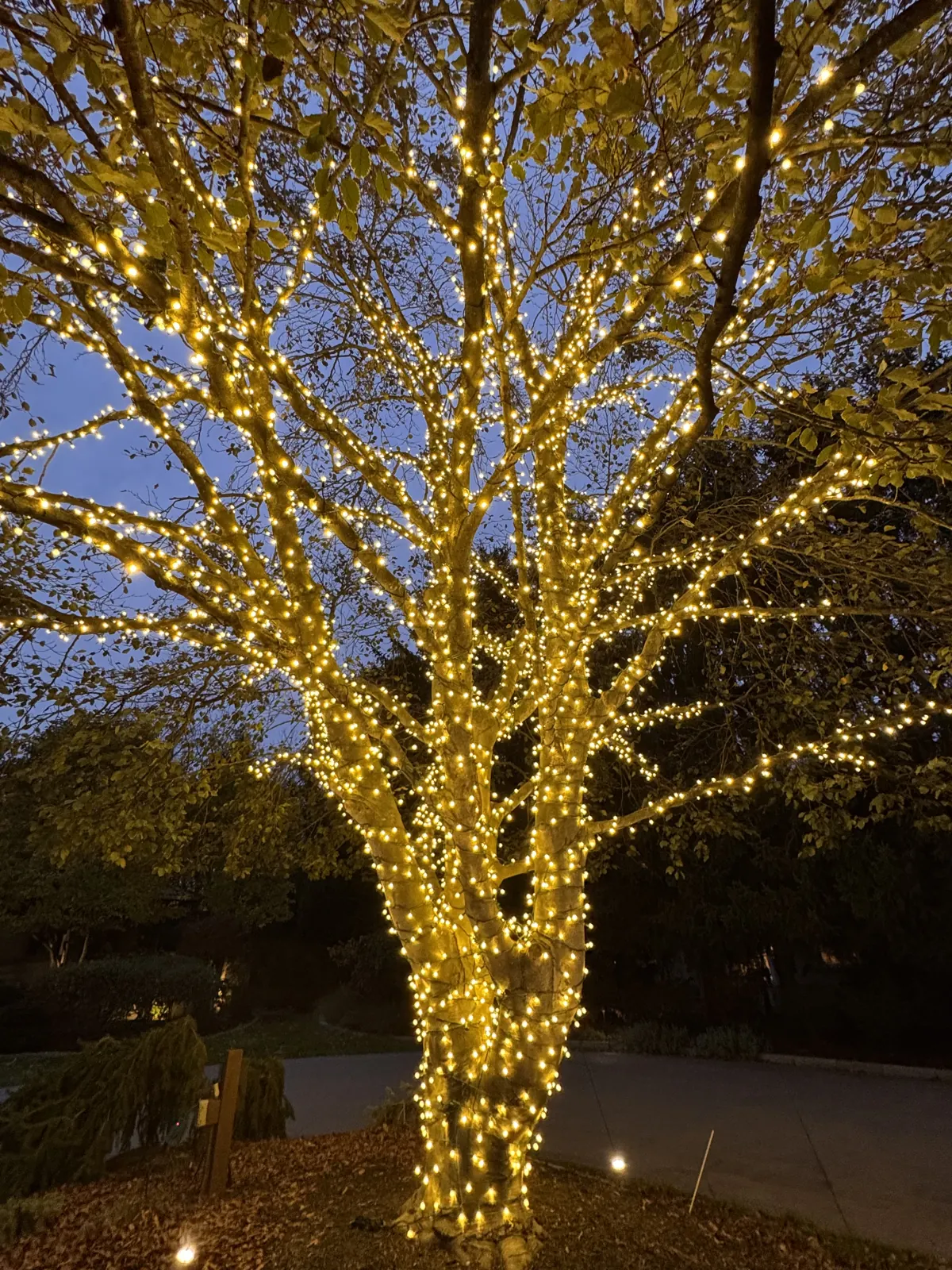 Large tree with warm white LED branch wrap lighting at night