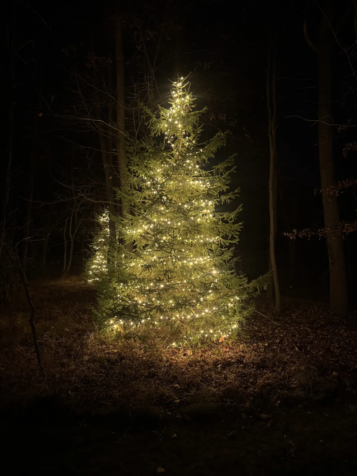 Evergreen tree with full canopy Christmas lighting glowing at night